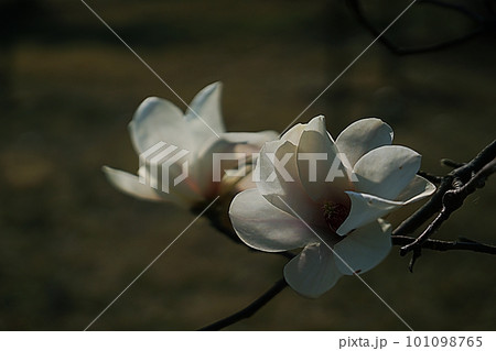 magnolia flower magnolia flower 101098765