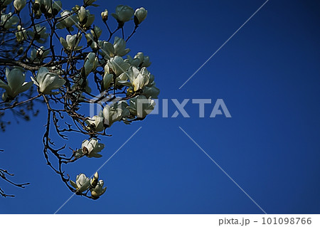 magnolia flower 101098766