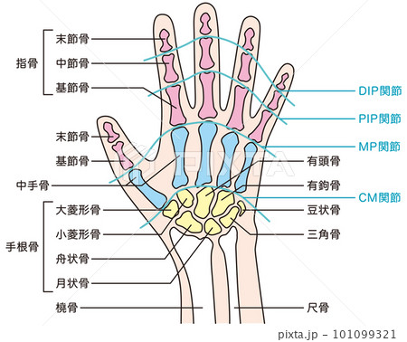 手の骨格　医療　ケガ　関節　人体模型 101099321