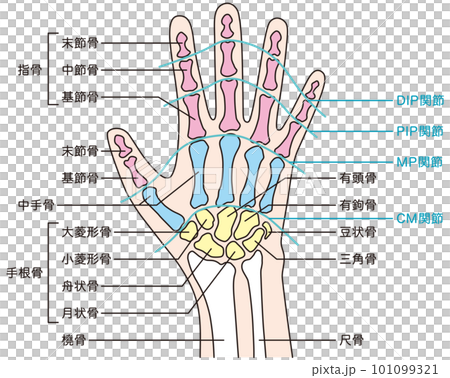 手の骨格　医療　ケガ　関節　人体模型 101099321