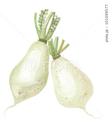 水彩で描いた島だいこん デークニ 2本 水彩で描いた島だいこん デークニ 2本 101099577