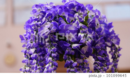 爽やかな紫色の花 101099645