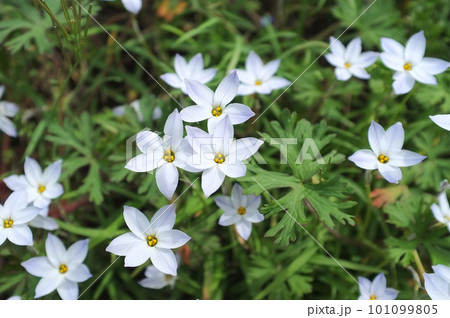 ハナニラの花 101099805