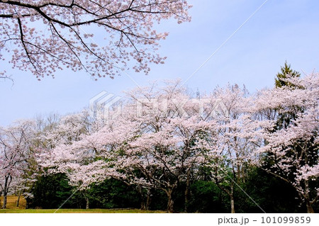 兵庫県立播磨中央公園桜の園 101099859