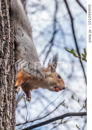 Squirrel eats a nut while sitting upside down on a tree trunk. The squirrel hangs upside down on a tree against colorful blurred background. Close-up. 101099900