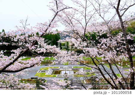 兵庫県立播磨中央公園桜の園 兵庫県立播磨中央公園桜の園 101100058