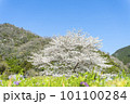 青空に映える満開の桜の風景写真 101100284