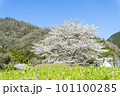 青空に映える満開の桜の風景写真 101100285