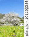 青空に映える満開の桜の風景写真 101100286