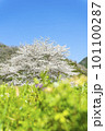 青空に映える満開の桜の風景写真 101100287