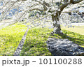 満開の桜の風景写真 101100288