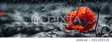 Banner with Red poppy as a symbol of memory for the fallen in the war. VE-Day, World War remembrance day. Generative AI illustration Banner with Red poppy as a symbol of memory for the fallen in the war. VE-Day, World War remembrance day. Generative AI illustration 101100516