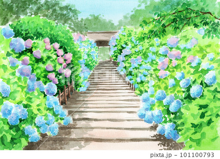 アナログ水彩満開の紫陽花寺 アナログ水彩満開の紫陽花寺 101100793