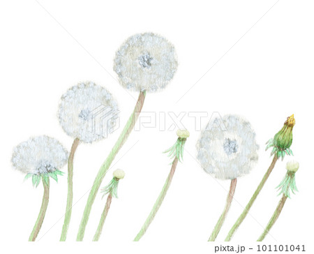 タンポポと綿毛のイラスト 春の手描き水彩イラスト素材集