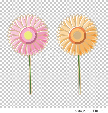 gerbera illustration spring color flower flower 101101102