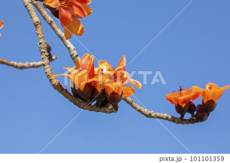 咲いた 満開 開花中 101101359