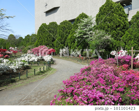 ツツジが咲く練馬区の平成つつじ公園 ツツジが咲く練馬区の平成つつじ公園 101101423