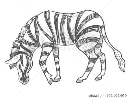 Zebra eating grass, herbivore animal monochrome 101101469