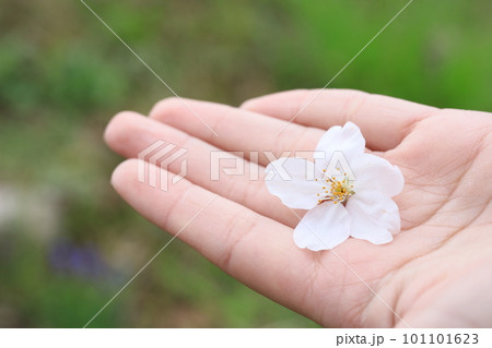 手のり桜 手のり桜 101101623