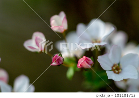 桃色雪柳 桃色雪柳 101101713