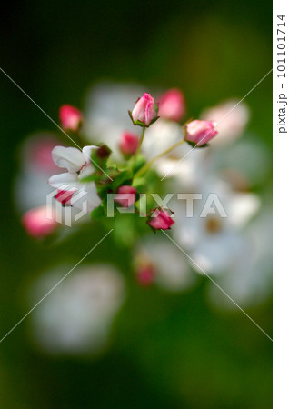 桃色雪柳 桃色雪柳 101101714