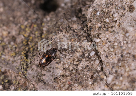生き物　昆虫　コモンヒメコキノコムシ、「コキノコムシ科」に属する小さな甲虫。大きさは二ミリちょっと 101101959