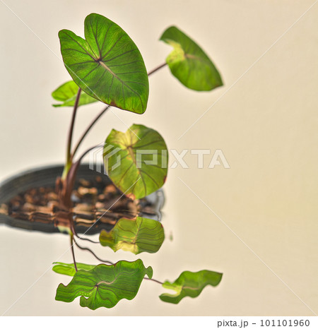 Colocasia Tropical Storm 101101960
