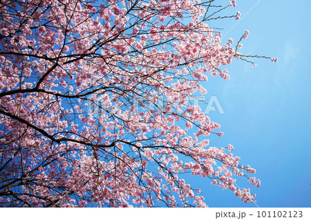 青空に映える満開の桜 青空に映える満開の桜 101102123