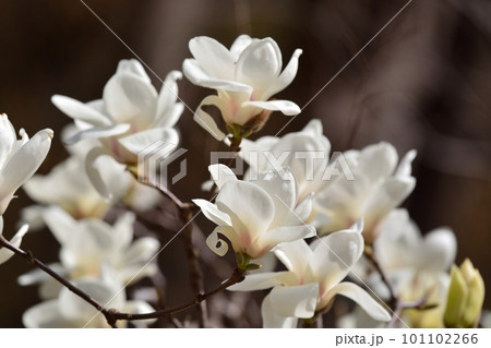 ハクモクレンの花 ハクモクレンの花 101102266