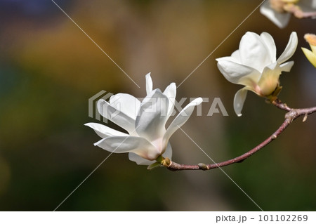 ハクモクレンの花 101102269