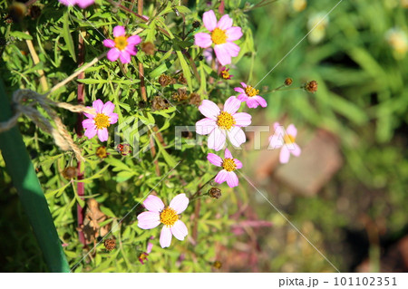 ウインターコスモスの花 ウインターコスモスの花 101102351