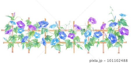 日本の庭に見られるカラフルなアサガオの水彩イラスト。夏のイメージバナー背景。 101102488