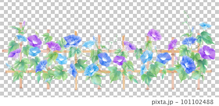 A watercolor illustration of a colorful morning glory found in a Japanese garden. Summer image banner background. 101102488