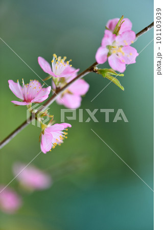 ユスラウメ（山桜桃梅）の花 101103039