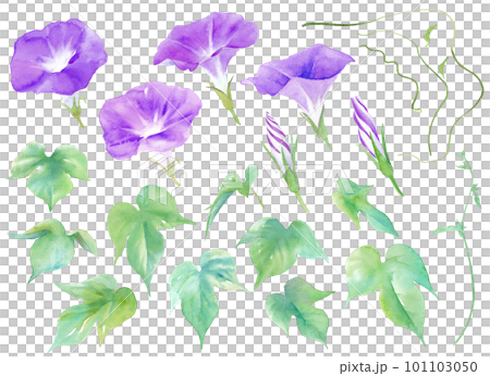 夏の花。赤紫色のアサガオの水彩イラスト。エレメントのセット。 101103050