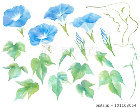 夏の花。水色のアサガオの水彩イラスト。エレメントのセット。 101103054