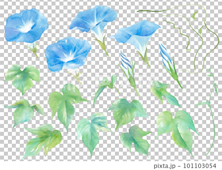 夏の花。水色のアサガオの水彩イラスト。エレメントのセット。 101103054