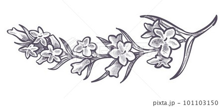 Branch with tender flowers, petals and leaves Branch with tender flowers, petals and leaves 101103150