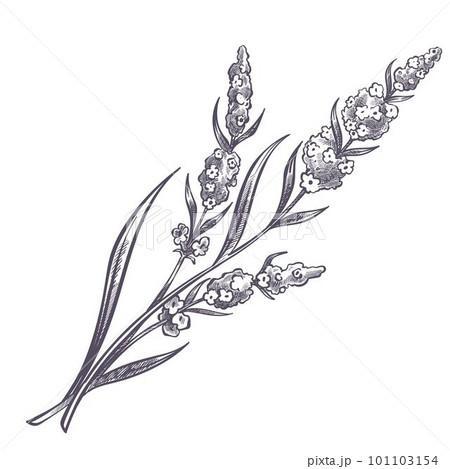 Lavender branch of flower in bloom, monochrome Lavender branch of flower in bloom, monochrome 101103154