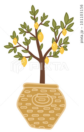 Lemon tree with leaves, potted plant for home Lemon tree with leaves, potted plant for home 101103156