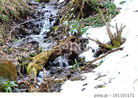 朽ちた木々と雪融けの小川 101103172
