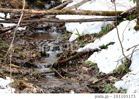 朽ちた木々と雪融けの小川 101103173