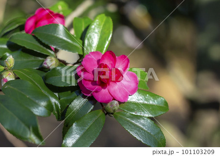 サザンカ サザンカ 101103209