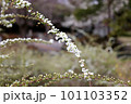 ゆるくアーチを描く枝に咲く白いユキヤナギの花 101103352
