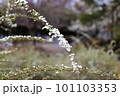 ゆるくアーチを描く枝に咲く白いユキヤナギの花 101103353
