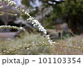 ゆるくアーチを描く枝に咲く白いユキヤナギの花 101103354