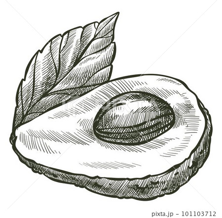 Avocado vegetable with seed and leaf, tasty veggie Avocado vegetable with seed and leaf, tasty veggie 101103712