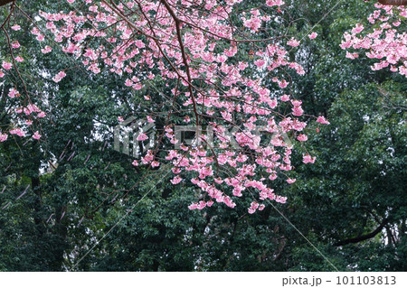 桜の花びら 101103813