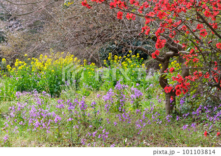 菜の花とオオアラセイトウ 菜の花とオオアラセイトウ 101103814