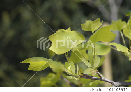 Tulip tree Tulip tree 101103952